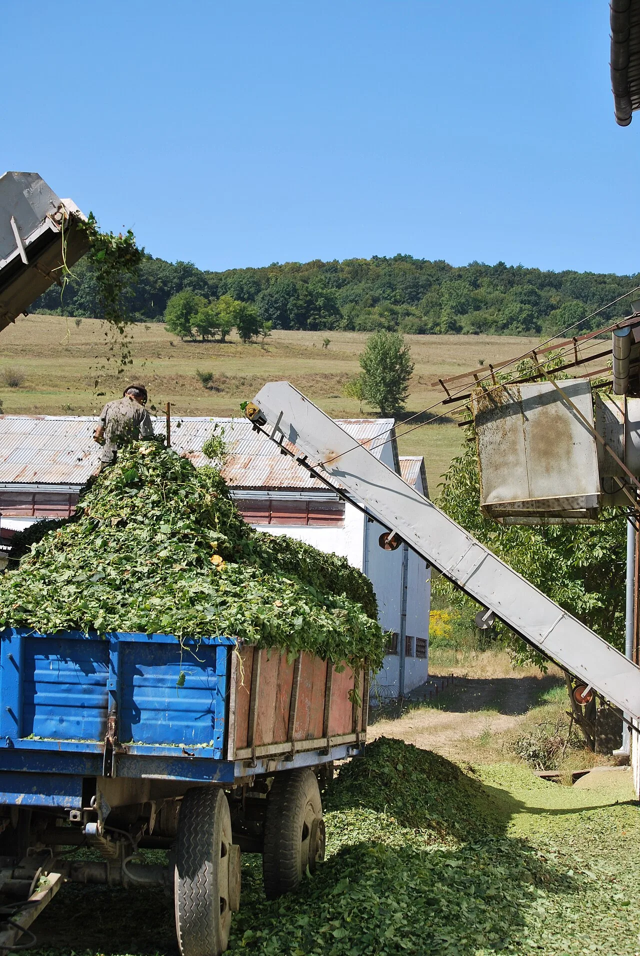Récolte du houblon et matériel de manutention.