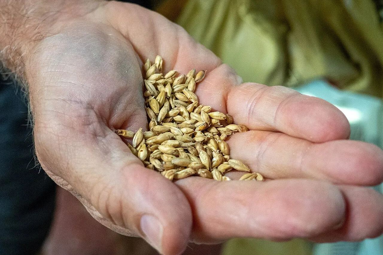 Grains de malt : la composition et le traitement des céréales participent à la couleur de la bière.